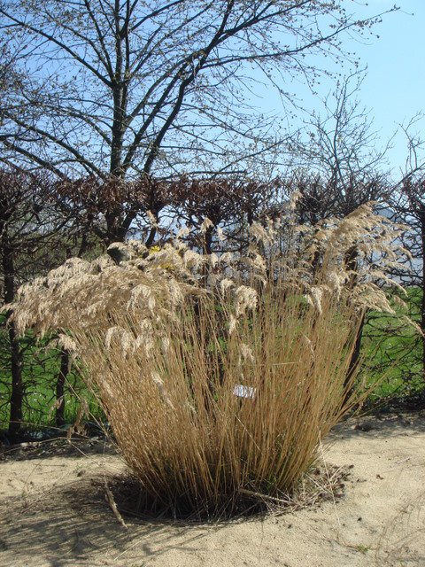 Stipa calamagrostis en hiver